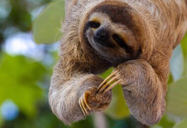 zoological-animaux-sauvages-wildlife-foundation-a-miami-sloth-paresseux
