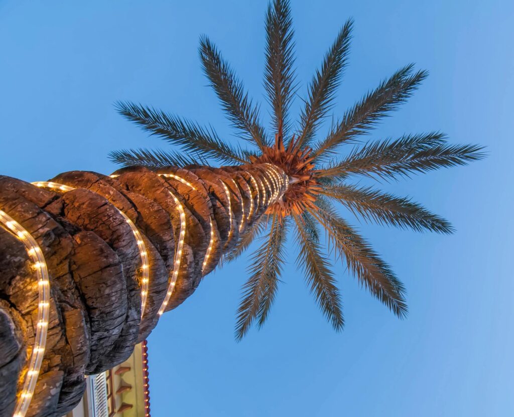 palmier-noel-floride