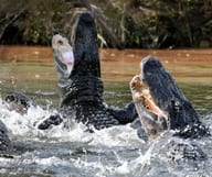 En terrasse avec les alligators - Everglades