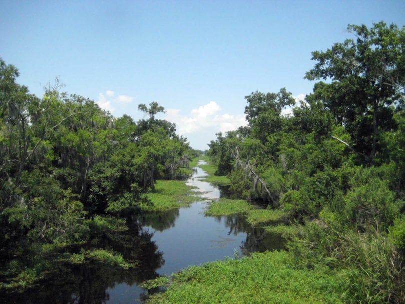 Les bayous de Louisiane Marécages, alligators et plantations