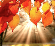 Bienvenue à l'automne 
