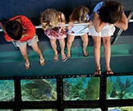 Visite des dessous de la Floride avec le Glass Bottom boat