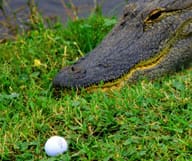 Visiter la Floride en golfant - Seconde partie 