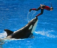 SEAWORLD ORLANDO: INCONTOURNABLE