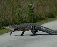 En Avant, Marche ! Quelques idées de randonnées dans les Everglades