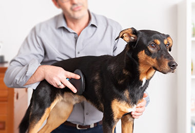 Votre « Pet Business » en Floride à moins de $150,000