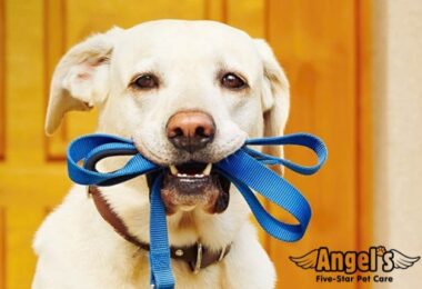 Investir dans une franchise de Pet Care aux États-Unis