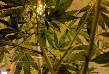 cannabis-loi-consommation-medicale-plantation-une