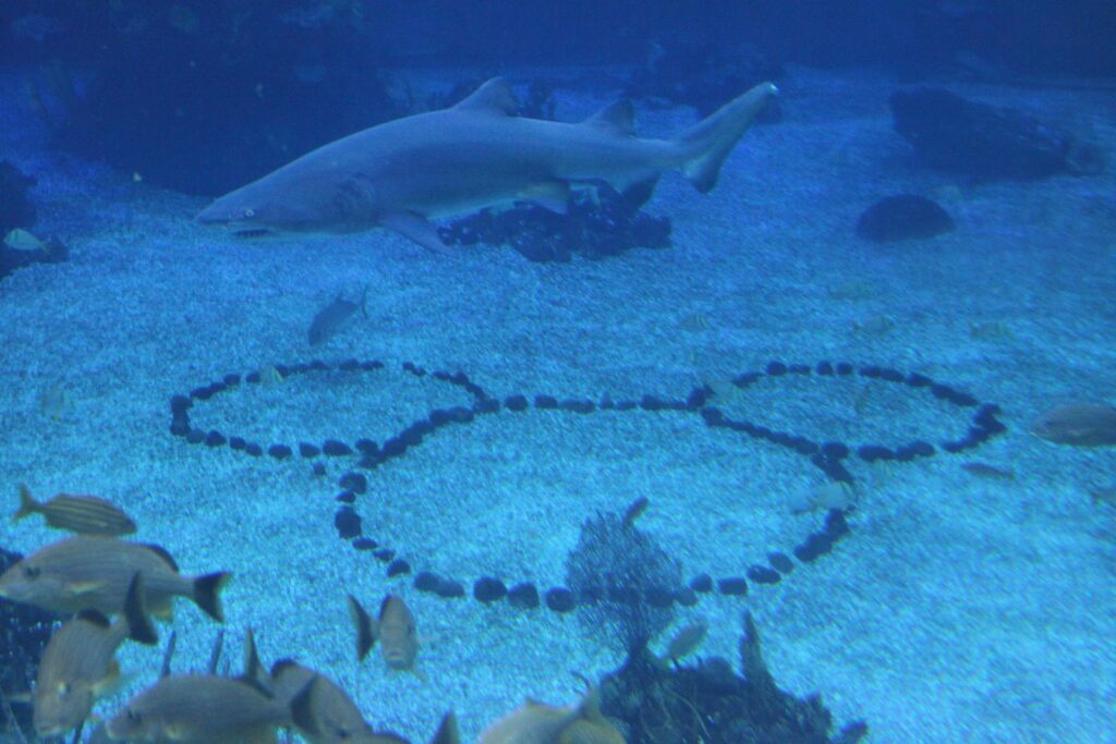 Trois cercles de galets formant une tête de Mickey au fond d’un aquarium