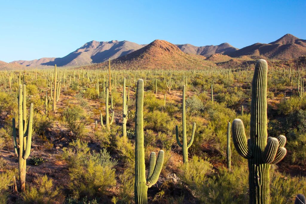 Le parc national Saguaro près de Tucson, Arizona