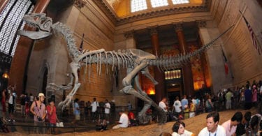 musee-histoires-naturelles-americain-nyc-une