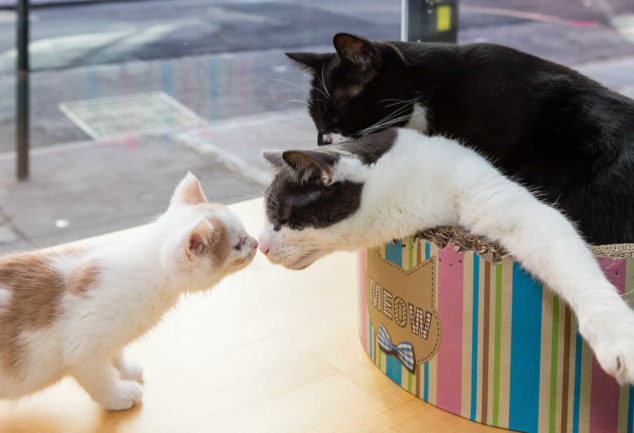 Meow Parlour, le café à chats à Manhattan