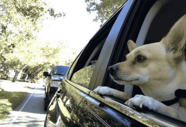 Pourquoi les Américains aiment-ils tant les animaux de compagnie ?