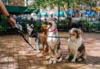 new-york-city-meilleurs-quartiers-parcs-chiens