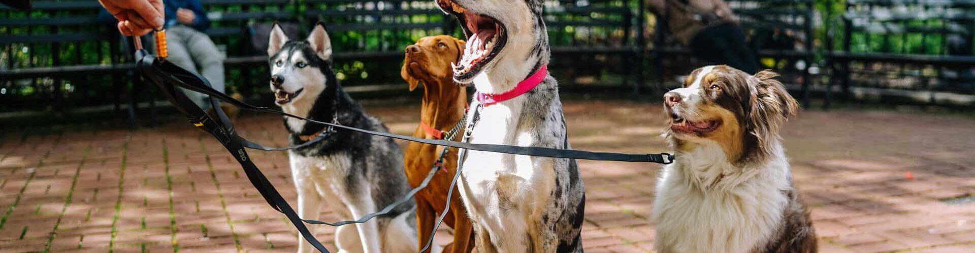 new-york-city-meilleurs-quartiers-parcs-chiens