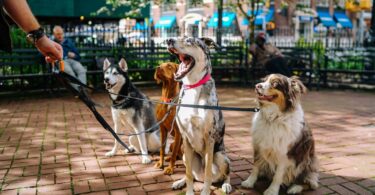 new-york-city-meilleurs-quartiers-parcs-chiens