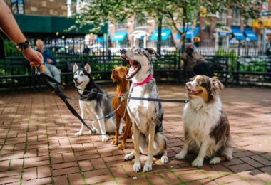 new-york-city-meilleurs-quartiers-parcs-chiens