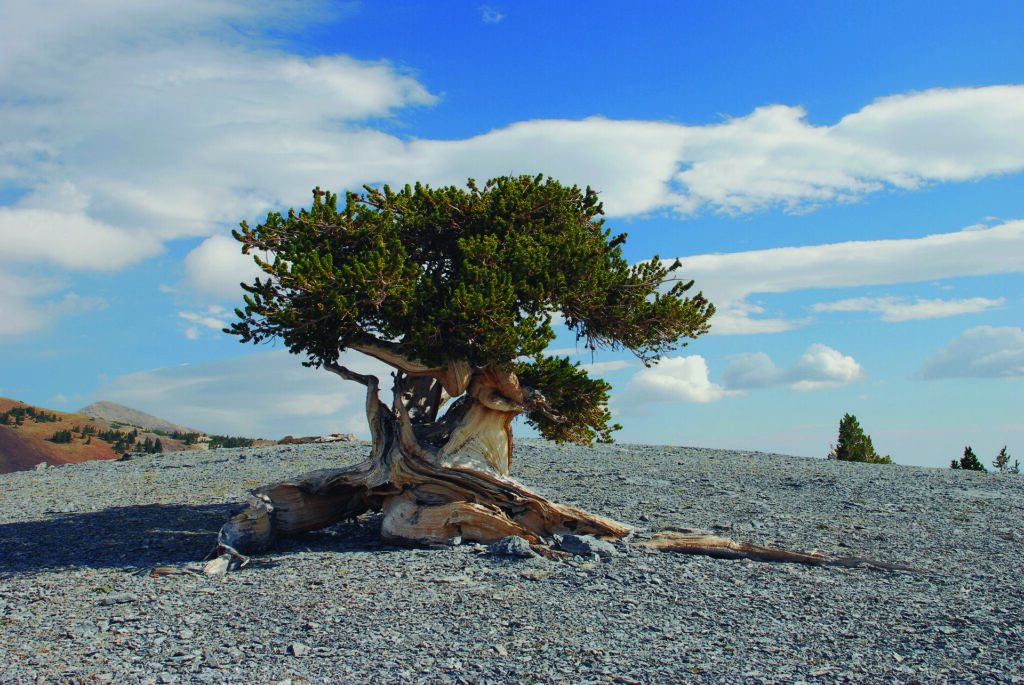 escapade-nevada-visite-weekend-casino-las-vegas-bristlecone