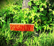 Le Poison Ivy en Géorgie