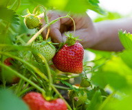 Un été sucré