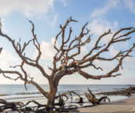 Une journée sur Jekyll Island