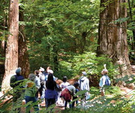 Purisima Creek Redwood, le paradis des randonneurs