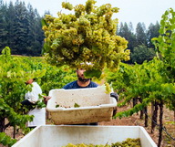 5 vignobles à visiter dans la Napa Valley