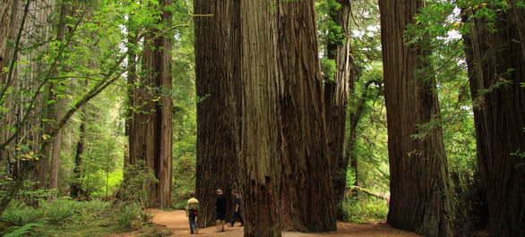 Redwood Coast, entre rivages, villages et sequoias