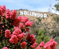 Ça brille pour tout le monde à Hollywood