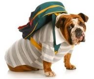 Les Dog sitters, des nounous pour vos toutous