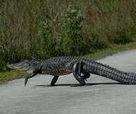 Faire du vélo au milieu des alligators….