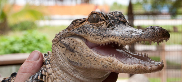 Une excursion dans les Everglades