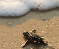 The Turtle Walk, à West Palm Beach