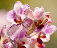 Un moment de poésie florale