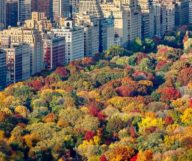 Quoi faire cet automne à New York ?