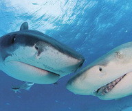 Dans (de) la mer avec les requins