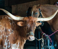 Les Fort Worth Stockyards Tours