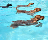 Splish Splash Doggie Bash, Bichon va à la piscine