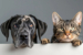 angel-five-star-pet-care-franchise-pet-sitting-walking-01