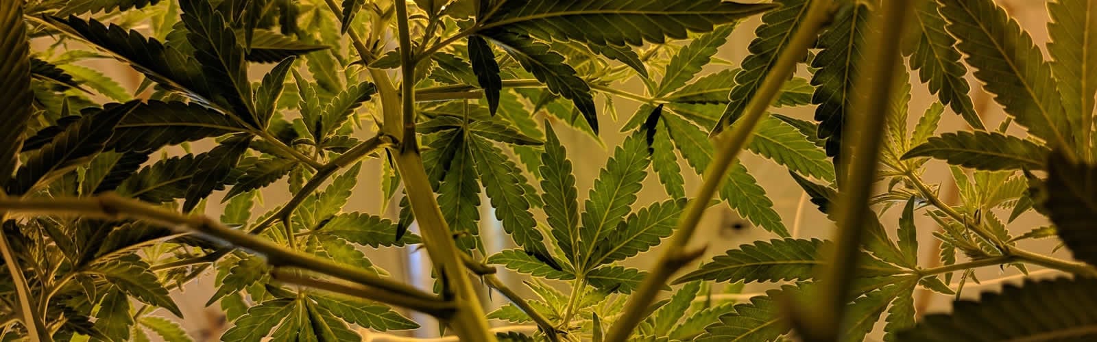 cannabis-loi-consommation-medicale-plantation-une