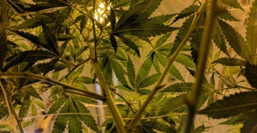 cannabis-loi-consommation-medicale-plantation-une