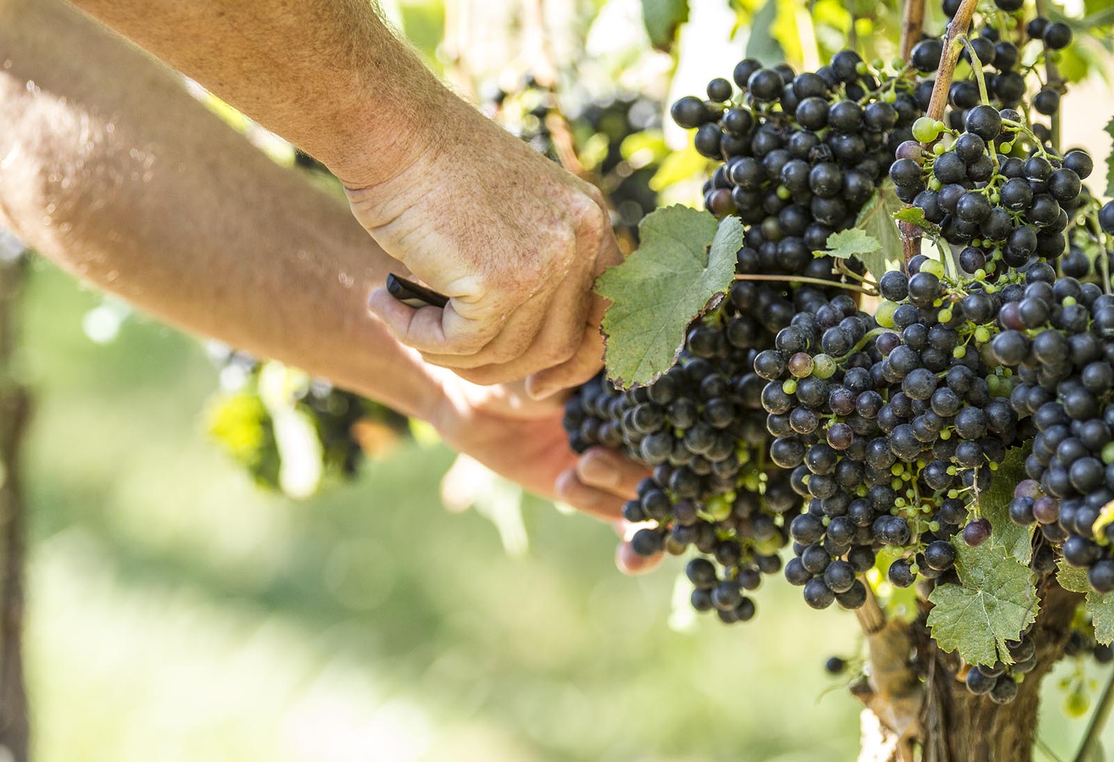 Une virée dans les vignes en Virginie