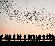 Les chauves-souris du Texas