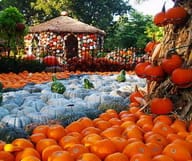 A la pêche aux curcubitacés