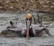 La nature à l&rsquo;état pur