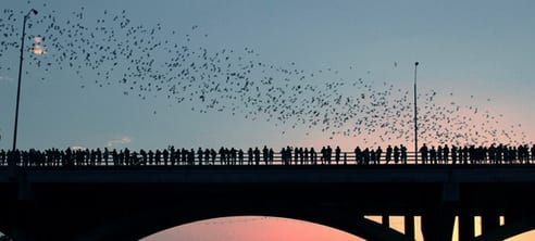 Admirer la migration des chauves-souris à Austin