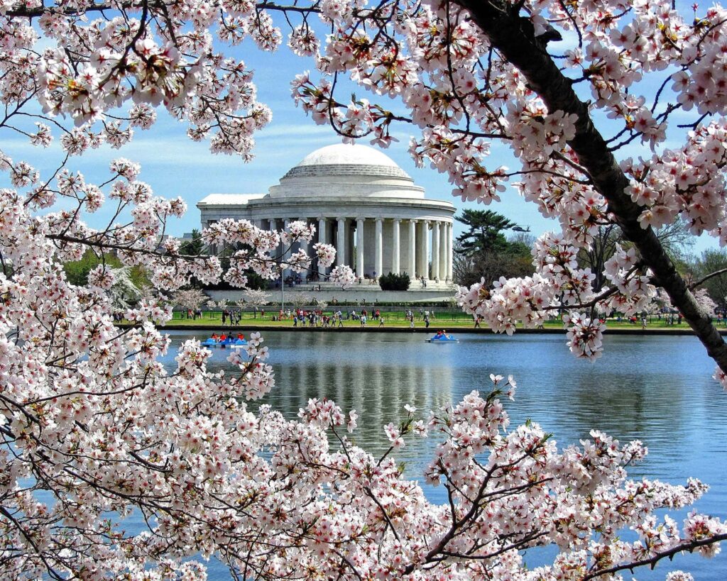 cherry-blossom-washington-dc-tidal-basin