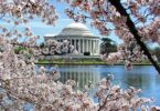 cherry-blossom-washington-dc-tidal-basin
