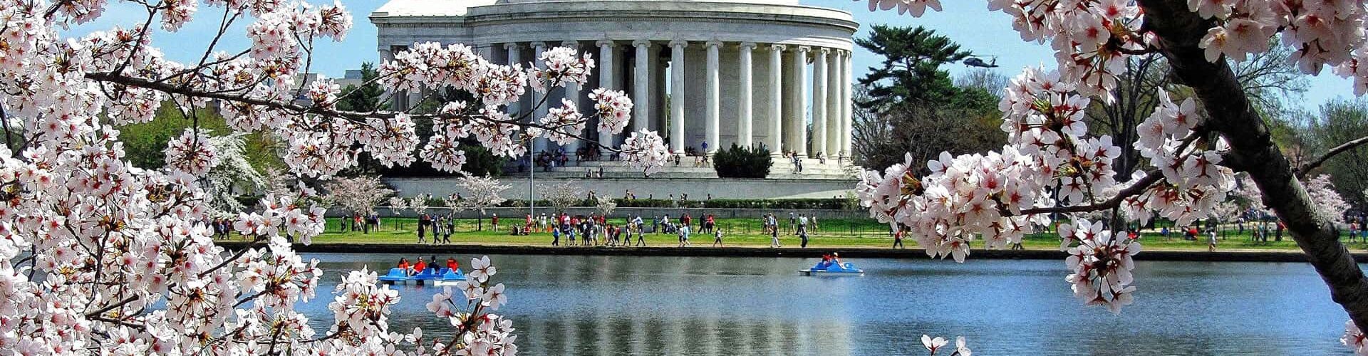 cherry-blossom-washington-dc-tidal-basin