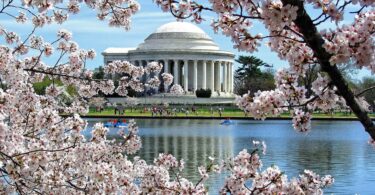 cherry-blossom-washington-dc-tidal-basin